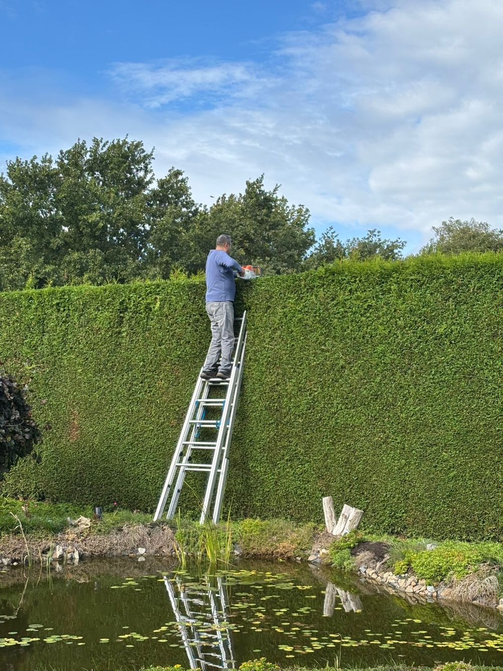 Gartenpflege-galeri (8)